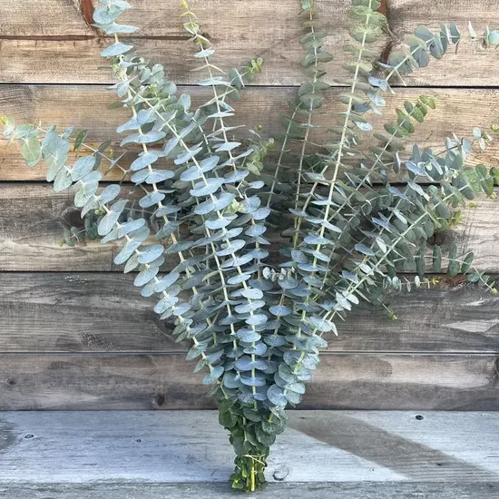 Eucalyptus ‘Baby Blue Bouquet’ (Eucalyptus pulverulenta)
